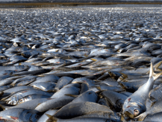 Thousands of Tons of Dead Sardines Wash Ashore in Northern Japan