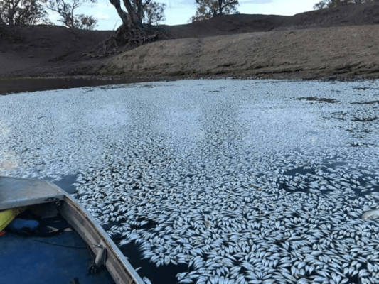 Thousands of Tons of Dead Sardines
